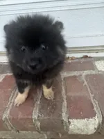 Bear, a male Pomeranian for sale in Manning, SC – Photo 8 of 8