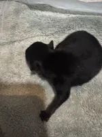 Puppy 1, a male Pomeranian for sale in Manning, SC – Photo 2 of 3