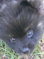 Puppy 1, a male Pomeranian for sale in Manning, SC – Photo 8 of 10