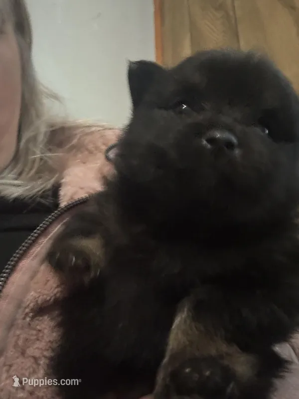 Puppy 1 – Pomeranian puppy for sale in Manning, SC