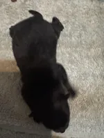 Puppy 1, a male Pomeranian for sale in Manning, SC – Photo 1 of 3