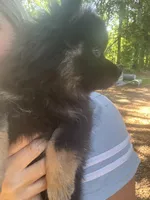 Bear, a male Pomeranian for sale in Manning, SC – Photo 3 of 8
