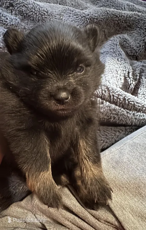 Puppy 1 – Pomeranian puppy for sale in Manning, SC