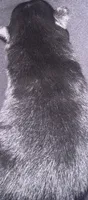 Black with tan and white mark under chest , a male Pomeranian for sale in Manning, SC – 2 of 4