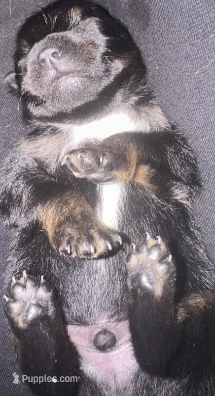 Black with tan and white mark under chest  – Pomeranian puppy for sale in Manning, SC