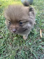Puppy 3 , a male Pomeranian for sale in Manning, SC – Photo 5 of 8