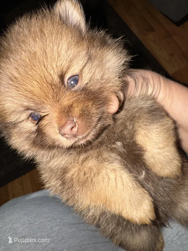 Puppy 3  – Pomeranian puppy for sale in Manning, SC
