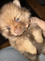 Puppy 3 , a male Pomeranian for sale in Manning, SC – Photo 8 of 8