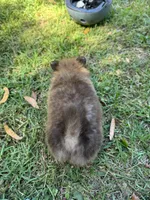 Puppy 3 , a male Pomeranian for sale in Manning, SC – Photo 6 of 8