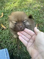 Puppy 3 , a male Pomeranian for sale in Manning, SC – Photo 7 of 8