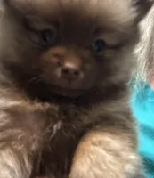 Puppy 3 , a male Pomeranian for sale in Manning, SC – Photo 3 of 8