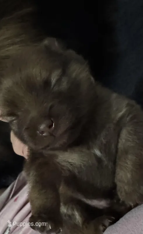 Puppy 3  – Pomeranian puppy for sale in Manning, SC