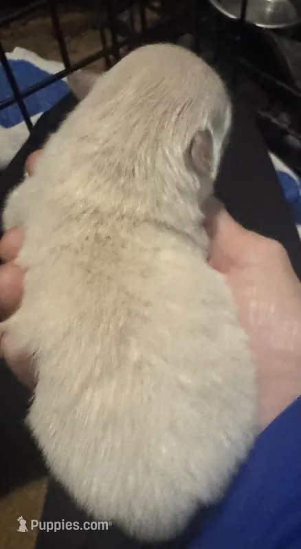 White baby  – Pomeranian puppy for sale in Manning, SC