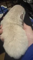 White baby , a female Pomeranian for sale in Manning, SC – 1 of 2