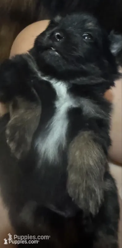 Black with tan and white mark under chest  – Pomeranian puppy for sale in Manning, SC