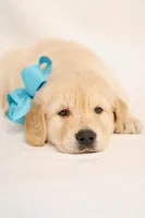Orange Boy - Tucker, a male Golden Retriever for sale in Lorena, TX – 5 of 5