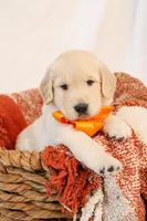 Yellow Boy - Milo, a male Golden Retriever for sale in Lorena, TX – 5 of 6