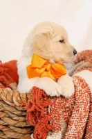 Yellow Boy - Milo, a male Golden Retriever for sale in Lorena, TX – 4 of 6