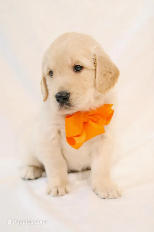 Yellow Boy - Milo – Golden Retriever puppy for sale in Lorena, TX