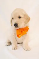 Yellow Boy - Milo, a male Golden Retriever for sale in Lorena, TX – 1 of 6