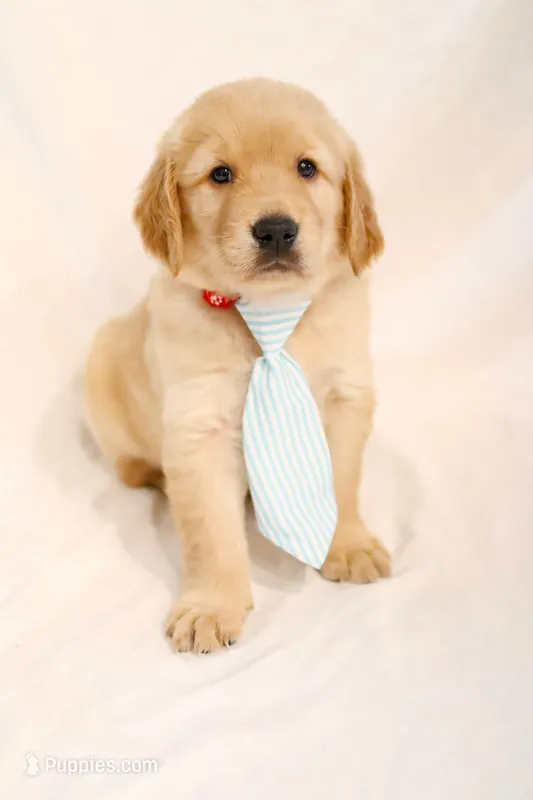 Red Boy - Tank – Golden Retriever puppy for sale in Lorena, TX