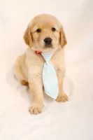Red Boy - Tank, a male Golden Retriever for sale in Lorena, TX – 1 of 5