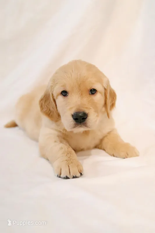 Blue boy - Whiskey  – Golden Retriever puppy for sale in Lorena, TX