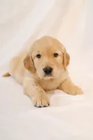 Blue boy - Whiskey , a male Golden Retriever for sale in Lorena, TX – 1 of 4