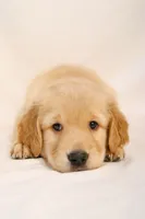 Red Boy - Tank, a male Golden Retriever for sale in Lorena, TX – 2 of 5
