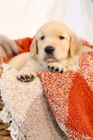 Blue boy - Whiskey , a male Golden Retriever for sale in Lorena, TX – 4 of 4