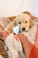 Red Boy - Tank, a male Golden Retriever for sale in Lorena, TX – 5 of 5