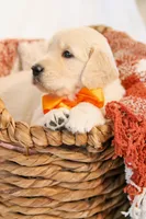 Yellow Boy - Milo, a male Golden Retriever for sale in Lorena, TX – 6 of 6