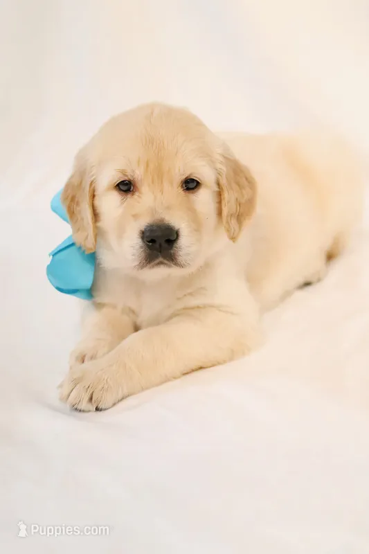 Orange Boy - Tucker – Golden Retriever puppy for sale in Lorena, TX