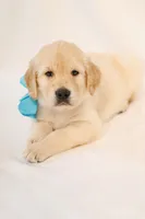 Orange Boy - Tucker, a male Golden Retriever for sale in Lorena, TX – 1 of 5