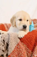 Orange Boy - Tucker, a male Golden Retriever for sale in Lorena, TX – 4 of 5