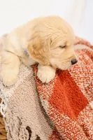 Blue boy - Whiskey , a male Golden Retriever for sale in Lorena, TX – 2 of 4