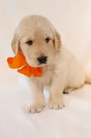 Yellow Boy - Milo, a male Golden Retriever for sale in Lorena, TX – 2 of 6
