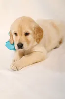 Orange Boy - Tucker, a male Golden Retriever for sale in Lorena, TX – 2 of 5