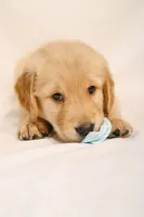 Red Boy - Tank, a male Golden Retriever for sale in Lorena, TX – 4 of 5