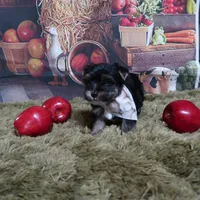 Esther Tiny Male, a male Yorkshire Terrier for sale in Springfield, KY – 1 of 1