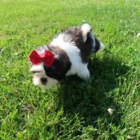 Female blk/wht, a female Shih Tzu for sale in Springfield, KY – 2 of 3