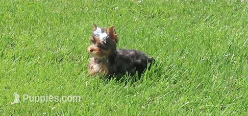 South Arican Merles – Yorkshire Terrier puppy for sale in Springfield, KY