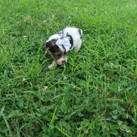Sprinkles Female, a female Yorkshire Terrier for sale in Springfield, KY – 2 of 3