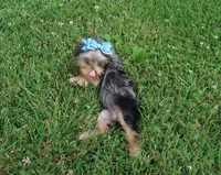 1 Bright Blue eye!, a female Yorkshire Terrier for sale in Springfield, KY – 4 of 4