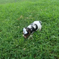 Sprinkles Female, a female Yorkshire Terrier for sale in Springfield, KY – 3 of 3