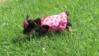Merle Bloodline, a female Yorkshire Terrier for sale in Springfield, KY – 3 of 3