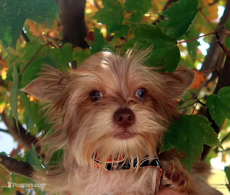 EXCELLENT QUALITY  – Yorkshire Terrier puppy for sale in Springfield, KY