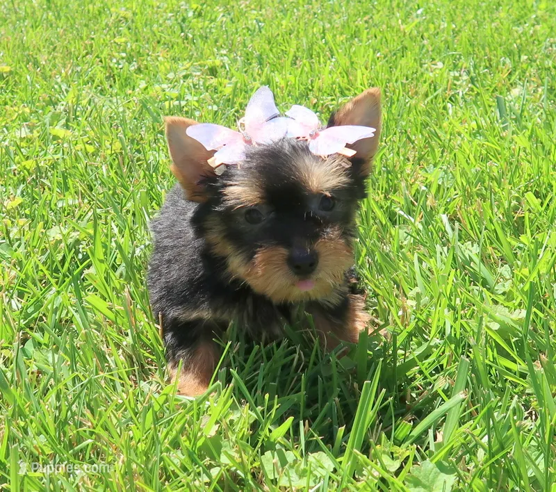Traditional Female – Yorkshire Terrier puppy for sale in Springfield, KY