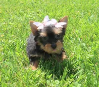 Traditional Female, a female Yorkshire Terrier for sale in Springfield, KY – 1 of 1