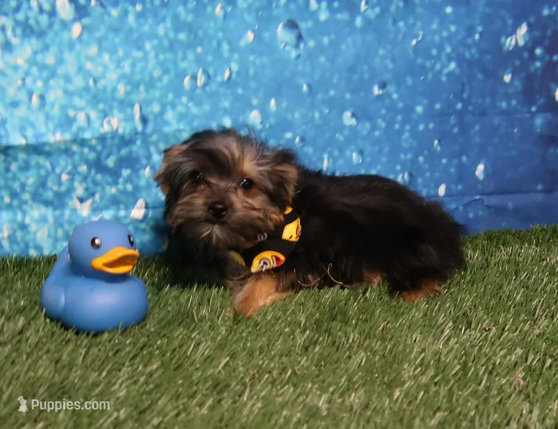 Tiny Tom Tom, a male Yorkshire Terrier for sale in Springfield, KY – 1 of 2